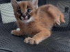 caracal